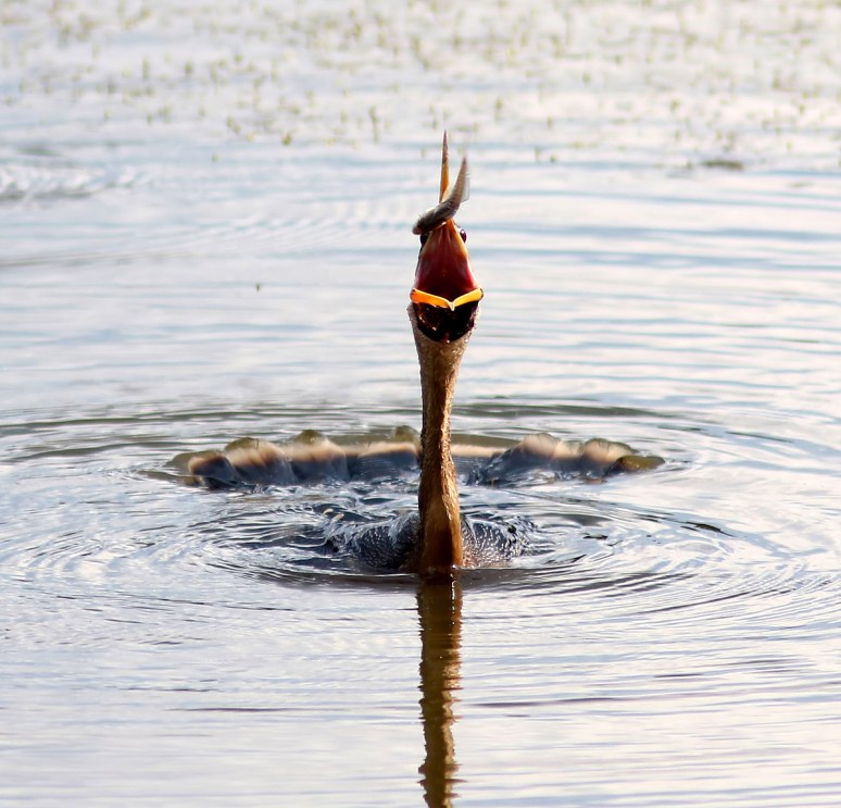 A Little Spear Fishing 