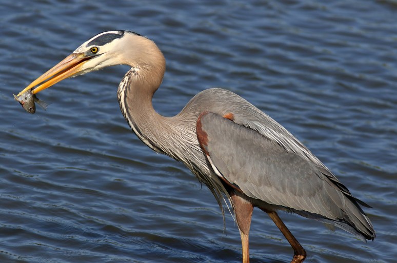 GBH Grabs A Quick Snack From The Salt Marsh 