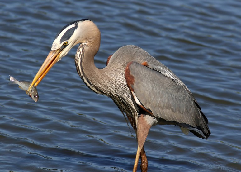 GBH Grabs A Quick Snack From The Salt Marsh 