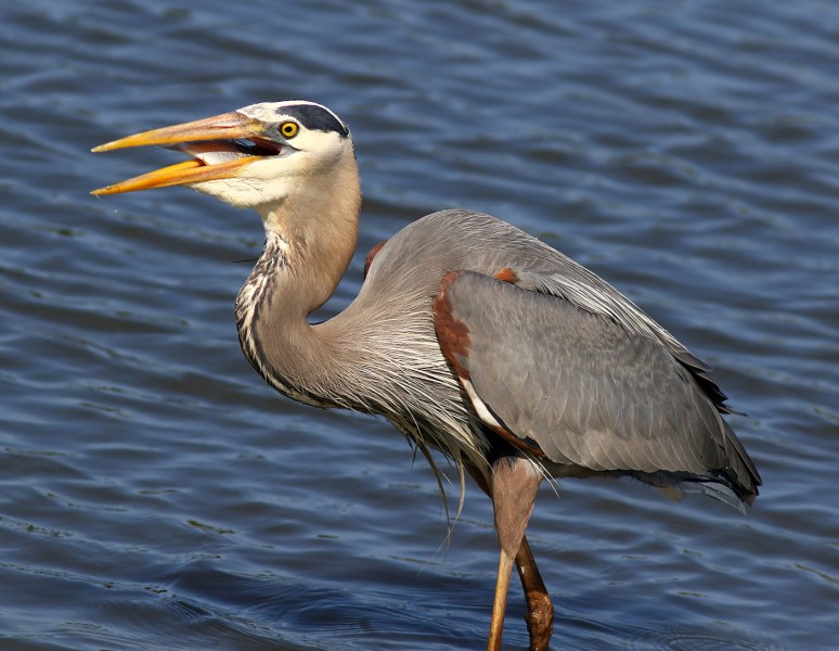 GBH Grabs A Quick Snack From The Salt Marsh 