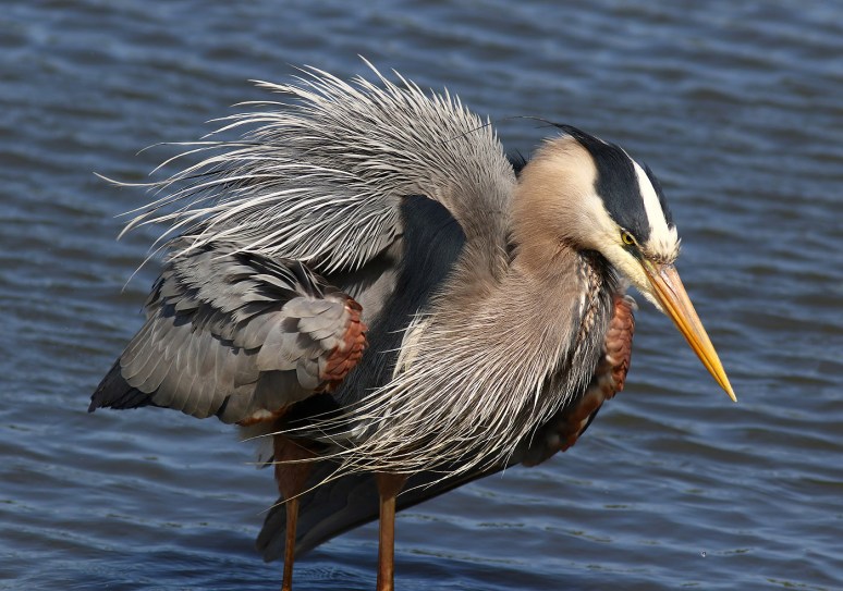 GBH Grabs A Quick Snack From The Salt Marsh 