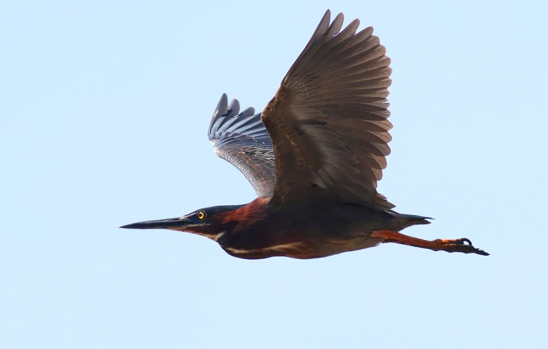 Green Heron Shows Up at the Marsh 