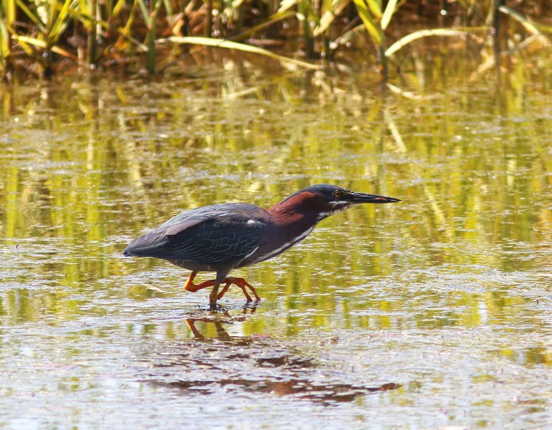Green Heron Shows Up at the Marsh 