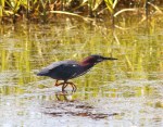 Green Heron Shows Up at the&nbsp;Marsh