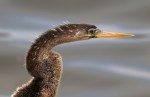 Stunning Mrs Anhinga