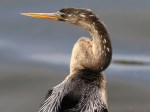 Stunning Mrs Anhinga