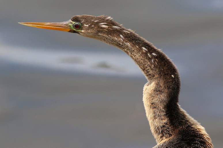 Stunning Mrs Anhinga 
