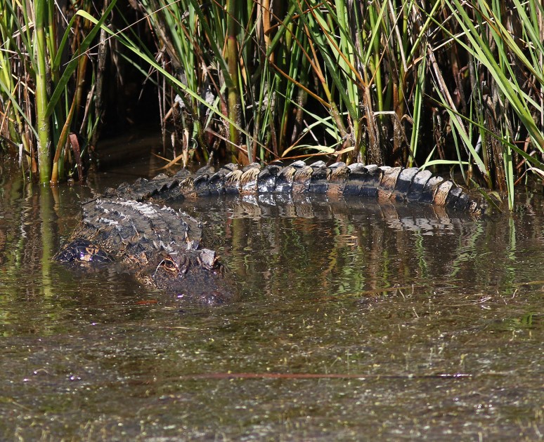 Which Way Should I Go 