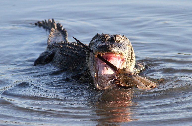 Alligator With Horseshoe Crab