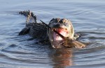 Alligator With Horseshoe&nbsp;Crab