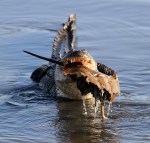 Alligator With Horseshoe&nbsp;Crab