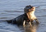 Alligator With Horseshoe&nbsp;Crab