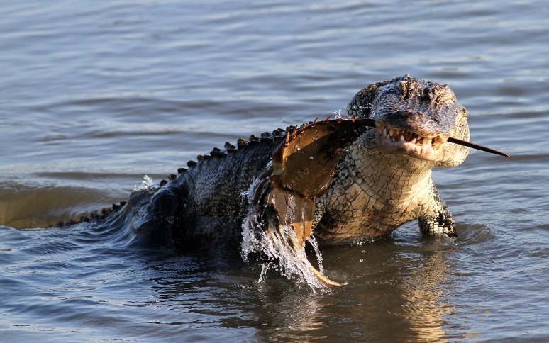 Alligator With Horseshoe Crab 