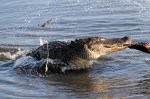 Alligator With Horseshoe&nbsp;Crab