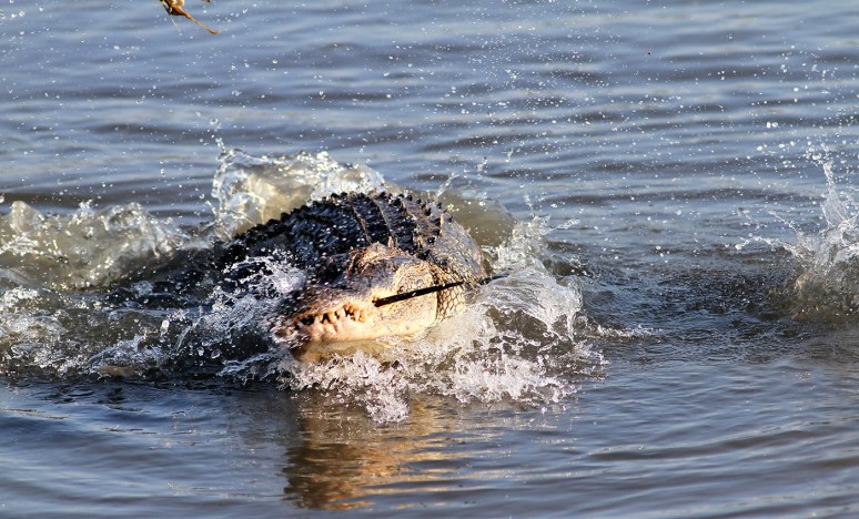 Alligator With Horseshoe Crab 