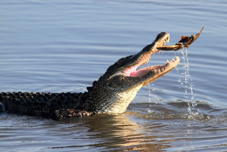 Alligator With Horseshoe Crab 