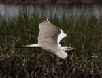 Egret Afternoon Fly and&nbsp;Fish