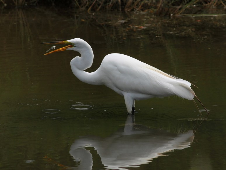 Egret Afternoon Fly and Fish 