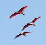 May Spoonbill Appearance