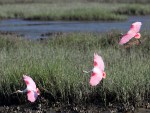 May Spoonbill Appearance