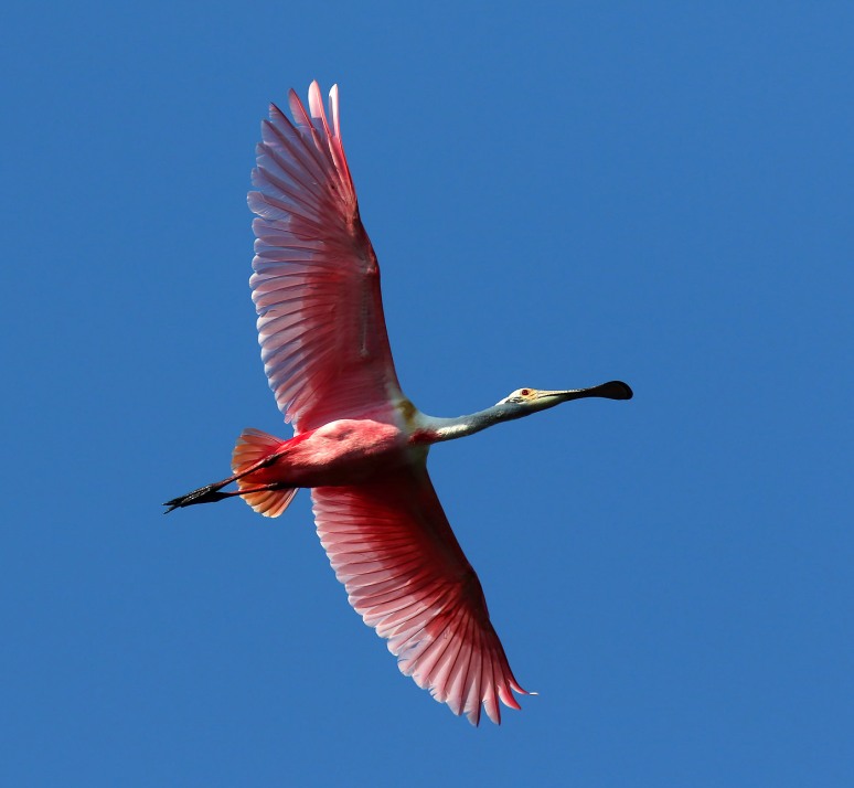 May Spoonbill Appearance