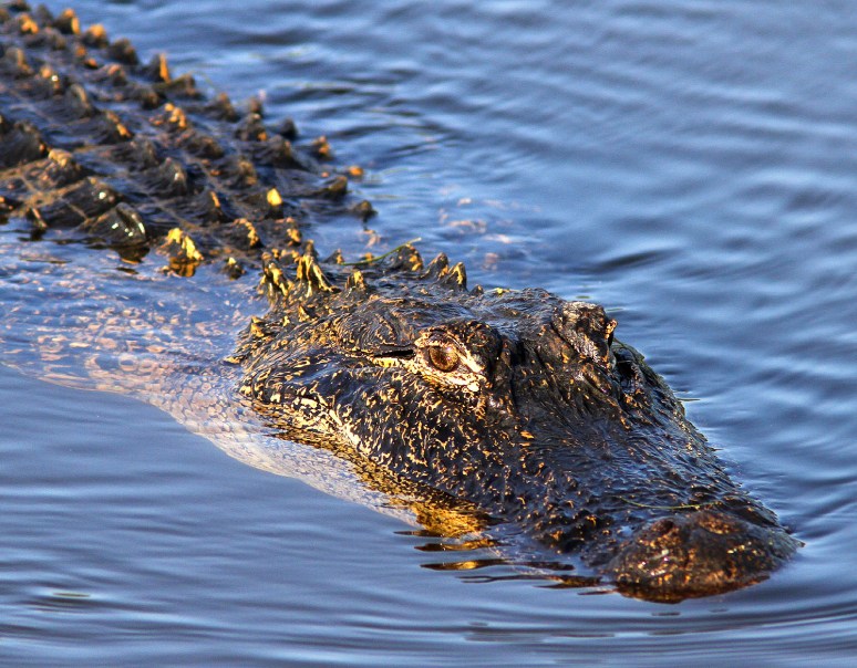Morning Gator Swimming In