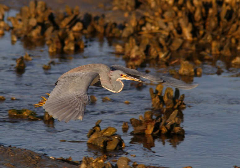 Short hop to visit a friend
