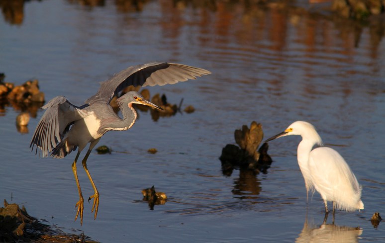 Short Hop To Visit A Friend 