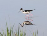 Stilt Morning in the&nbsp;Marsh