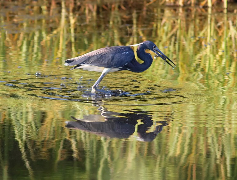 Tricolors Secret Spot 