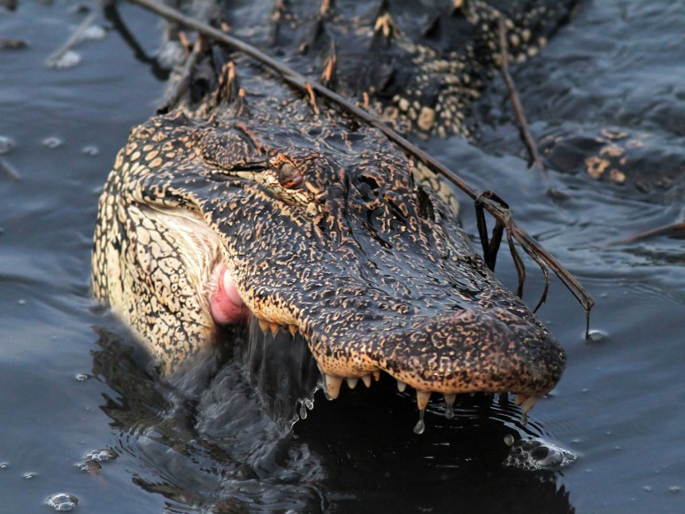 Alligator Gets A Mouthful Of Muddy Water 01
