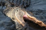 Alligator Gets A Mouthful Of Muddy&nbsp;Water