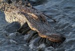 Alligator Gets A Mouthful Of Muddy&nbsp;Water
