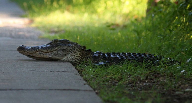 Alligator Heads For The Swamp
