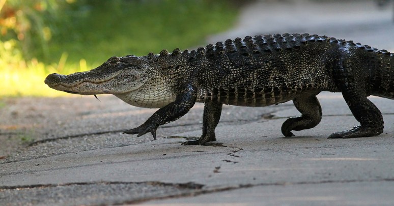 Alligator Heads For The Swamp