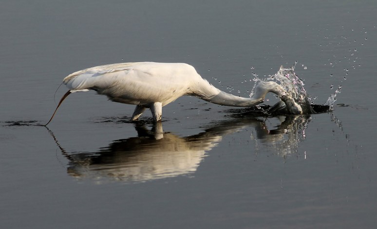 Egret With Small Early Morning Catch 
