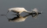 Egret With Small Early Morning&nbsp;Catch