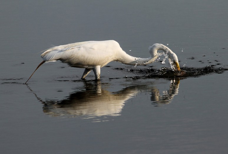 Egret With Small Early Morning Catch 