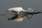 Egret With Small Early Morning&nbsp;Catch