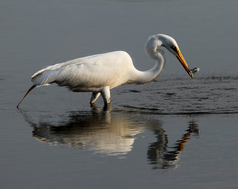 Egret With Small Early Morning Catch 