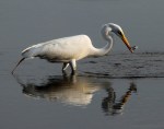 Egret With Small Early Morning&nbsp;Catch