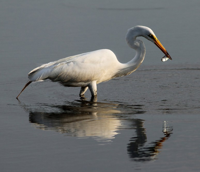 Egret With Small Early Morning Catch 
