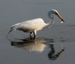 Egret With Small Early Morning&nbsp;Catch