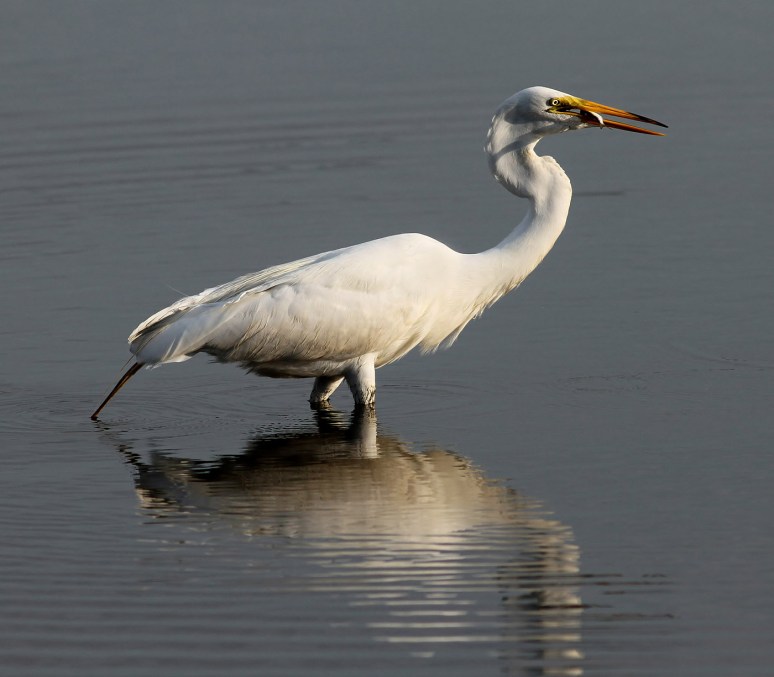 Egret With Small Early Morning Catch 