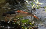 Least Bittern Fishing in the&nbsp;Swamp