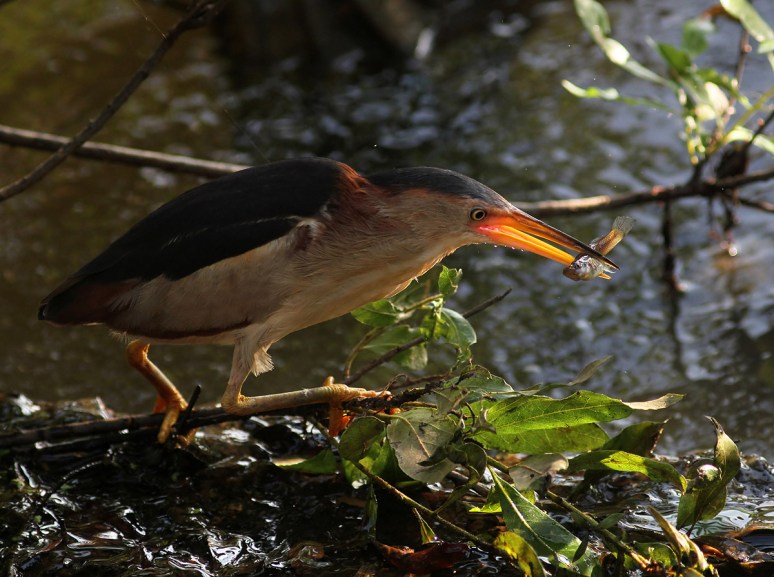 Least Bittern Fishing in the Swamp 