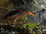 Least Bittern Fishing in the&nbsp;Swamp