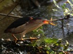 Least Bittern Fishing in the&nbsp;Swamp