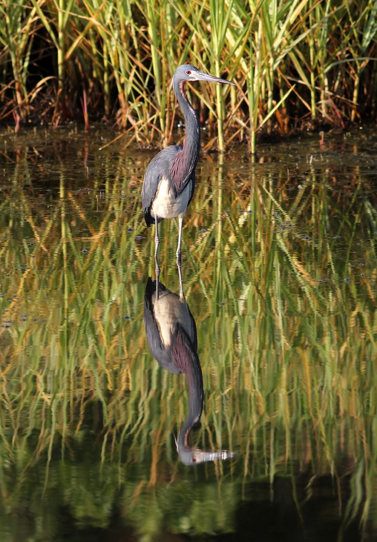 Tricolor Very Neat Stander