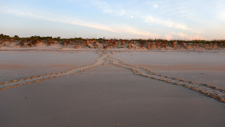 Turtle Tracks 01